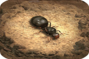 小小蚁国特化蚁搭配攻略